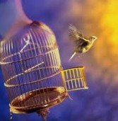 أميرتي … الحرية اختيار