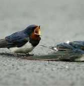 قضايا ساخنة  (الموت)