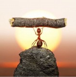 قضايا ساخنة (المثابرة والاجتهاد)